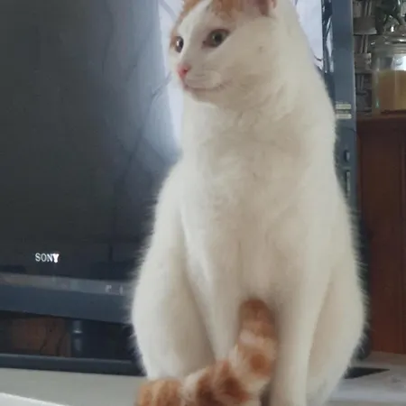 Les Gardiens De La Vallée Figeac